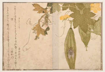Grillon chantant sur cigale, 1788